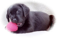 Puppy with Toy